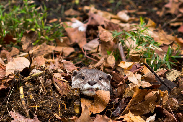 Baby zoo animals